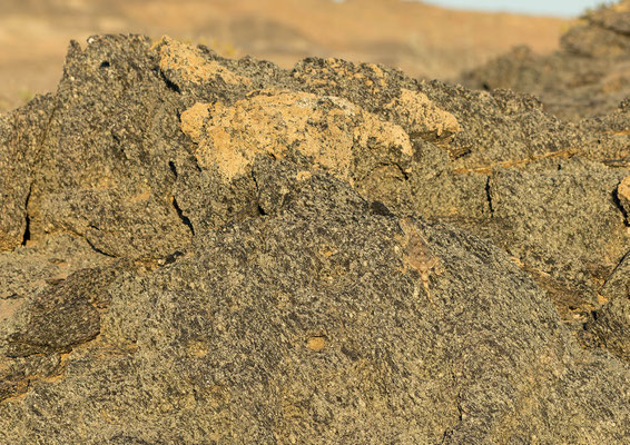 Do you see the lizard?