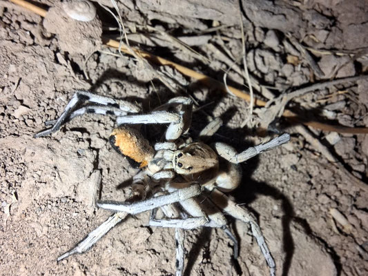 Escena de canibalismo en la araña lobo ibérica (Lycosa hispanica)