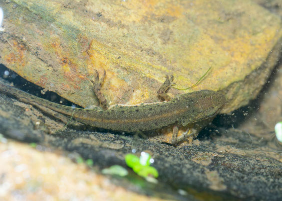 Tritón ibérico (Lissotriton boscai)