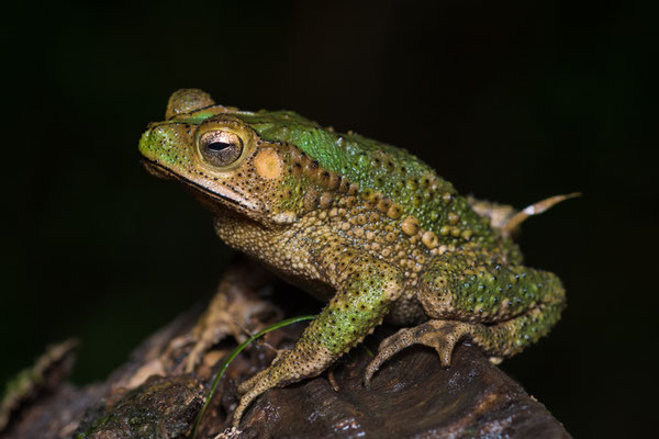 Green tree toad (Incilius coniferus)