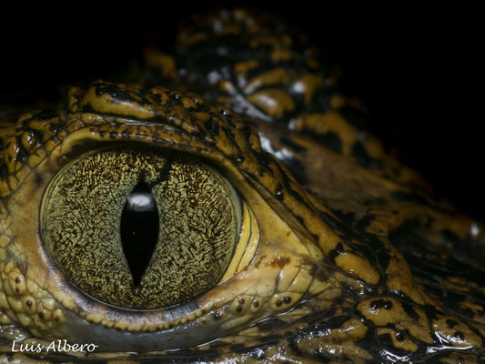Little spectacled caiman (Caiman crocodilus), detail