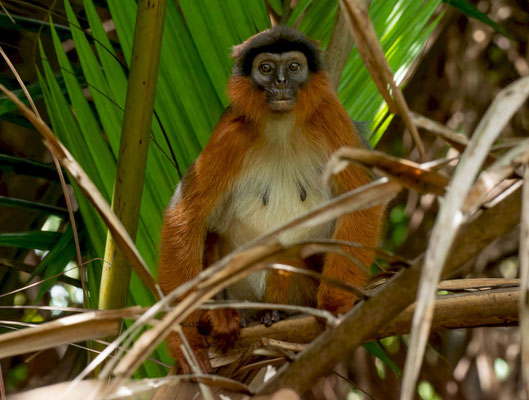 Western red colobus female (Piliocolobus badius)