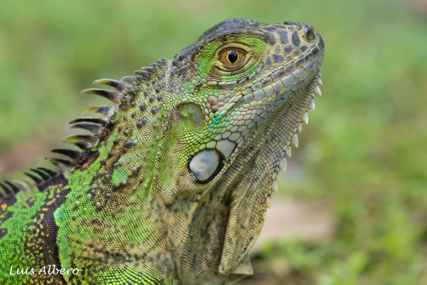 Green iguana (Iguana iguana), rescued from a floating trunk on the sea