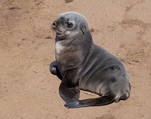 Cape fur seal (Arctocephalus pusillus), cub