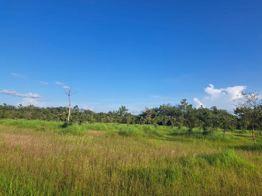 One of the grassland areas of the park