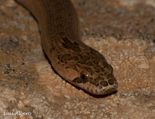 False smooth snake (Macroprotodon brevis)