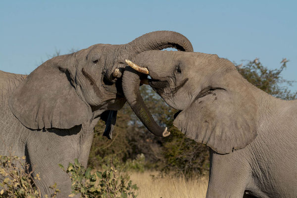 Savannah elephants (Loxodonta africana). Namibia, 2025