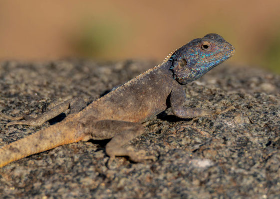 Anchieta's Agama (Agama anchietae)