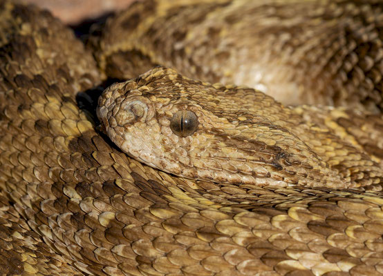Puff adder (Bitis arietans). Yellow morph.