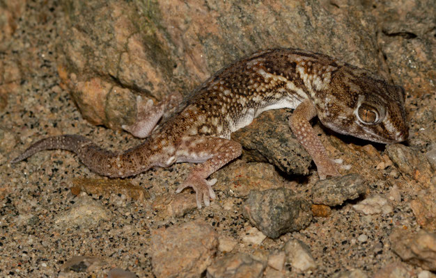 Common Giant Ground Gecko (Chondrodactylus angulifer)