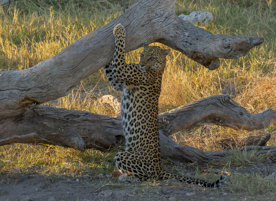 Leopard (Panthera pardus)