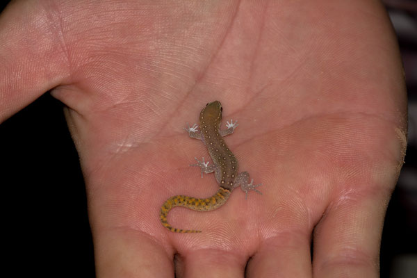 Morocco lizard-fingered gecko (Saurodactylus brosseti). This is an adult!