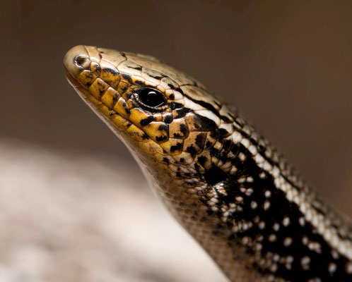 Gran Canaria skink (Chalcides sexlineatus bistriatus), portait