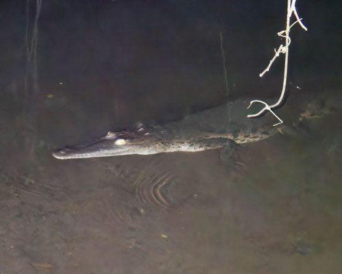 American crocodyle (Crocodylus acutus)