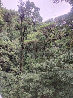 Foothill rainforest