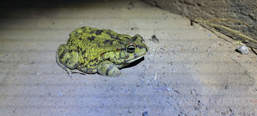 Western Olive Toad (Scelerophrys poweri). Phone pic.