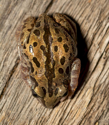 Senegal Running Frog (Kassina senegalensis)