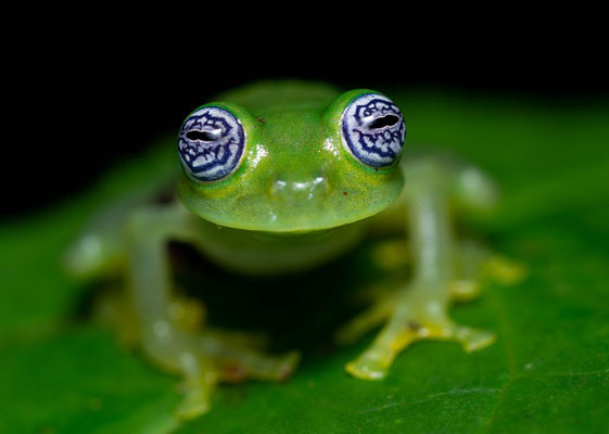 Ghost glass frog (Sachatamia ilex)