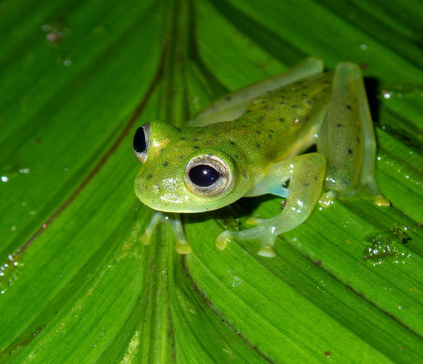 Emerald glass frog (Espadarana prosoblepon)