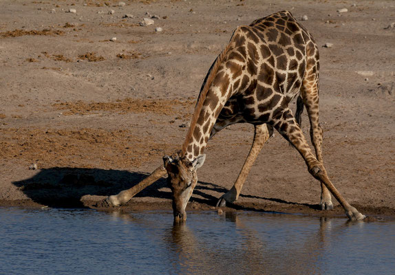 Male giraffe (Giraffa cameleopardis), drinking