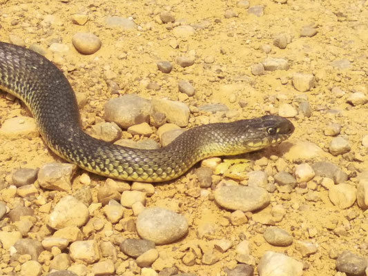 Montpellier snake (Malpolon monspessulanus). Photo: María Borrego