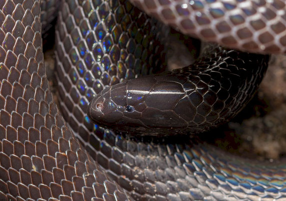 Slender burrowing asp (Atractaspis aterrima)