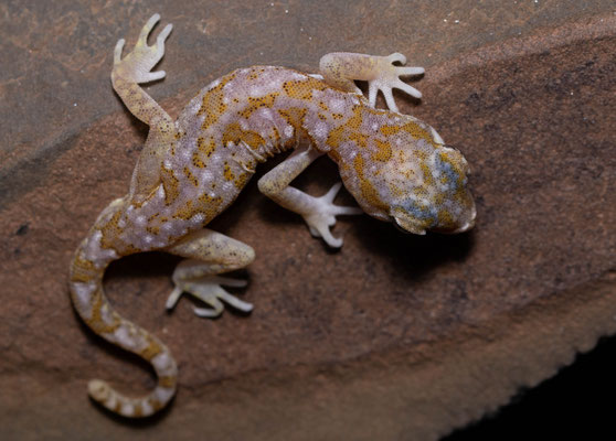 Elegant gecko (Stenodactylus mauritanicus), saharian morph