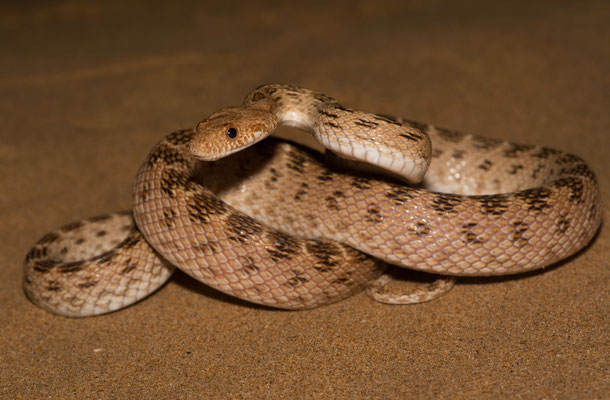 Diadem snake (Spalerosophis diadema)