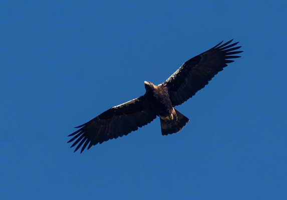 Águila imperial ibérica (Aquila adalberti), adulto