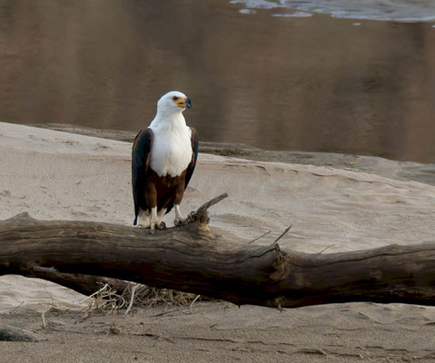 African fish eagle (Icthyophaga vocifer)