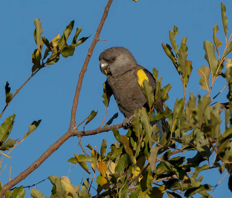 Rüpell's parrot (Poicephalus rueppellii)