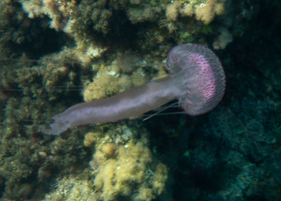 Acalefo luminiscente (Pelagia noctiluca), con esta cuidadín