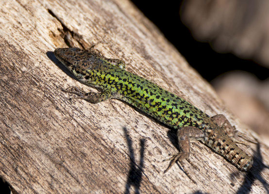 Lagartija de Carbonell (Podarcis carbonelli), macho "in situ".
