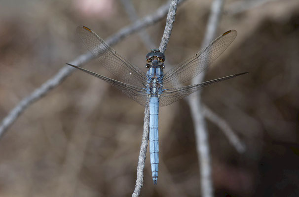 Orthetrum coerulescens, especie más común pero también bonita