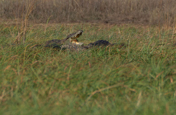 Nile crocodiles (Crocodylus niloticus). I would have liked to see a big one close, but all were a bit far from the shore.