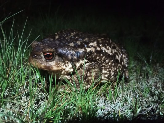 Big female spiny toad (Bufo spinosus)
