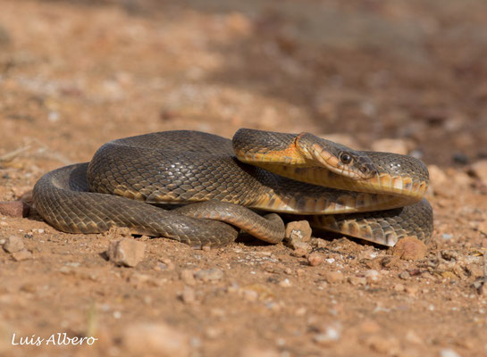 Horseshoe whip snake (Hemorrhois hippocrepis)