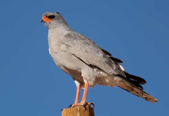 Pale chanting goshawk (Melierax canorus)