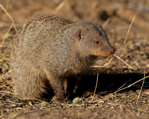Banded mongoose (Mungos mungo) 