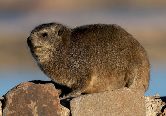 Rock hyrax (Procavia capensis)