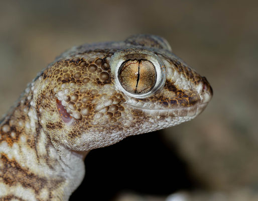 Common Giant Ground Gecko (Chondrodactylus angulifer)