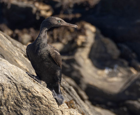 Bank Cormorant (Phalacrocorax neglectus), another southeast african endemic