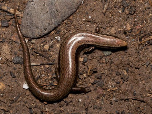 Gran Canaria skink (Chalcides sexlineatus bistriatus), dorsal pattern