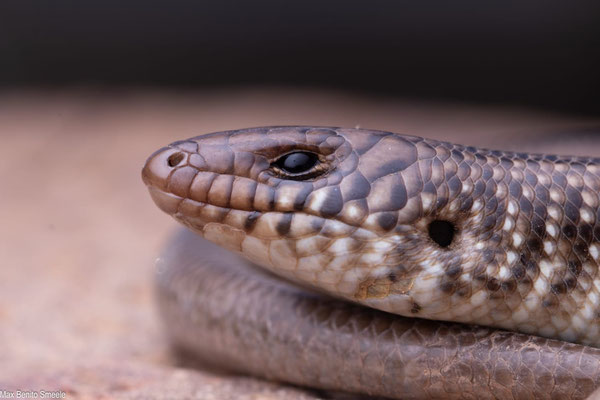 Chalcides polylepis, photo by Max