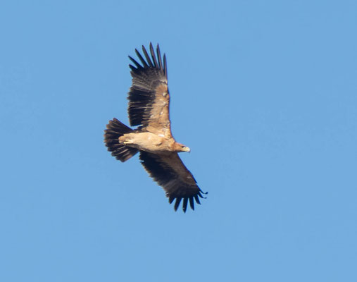 Águila imperial ibérica (Aquila adalberti), juvenil (2cy)