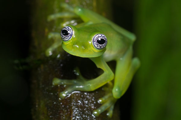 Ghost glass frog (Sachatamia ilex), in situ