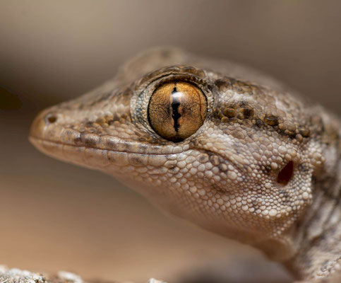 East canary wall gecko (Tarentola angustimentalis), portrait