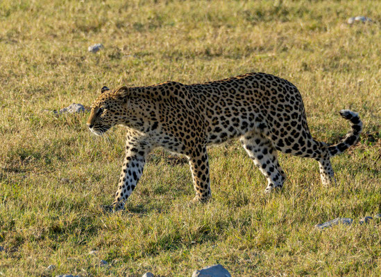 Leopard (Panthera pardus)