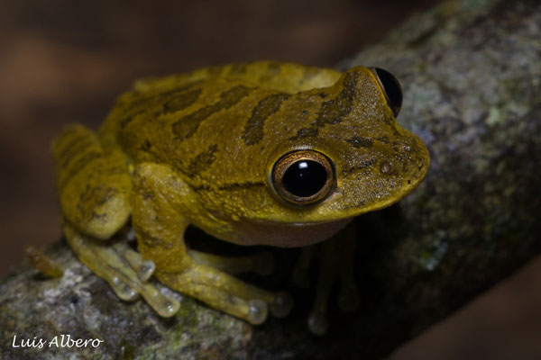 Drab treefrog (Smilisca sordida)