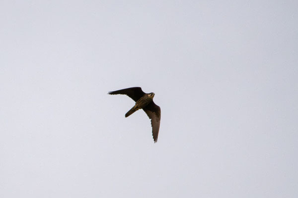 Halcón de eleonor (Falco eleonorae), morfo claro. Foto de César.